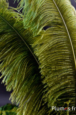 Struzzo premium - 50-60 cm - verde avocado
